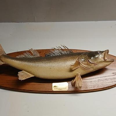 Vintage taxidermy fish wall mount High country Billard's world of leisure table
