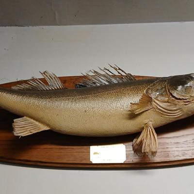 Vintage taxidermy fish wall mount High country Billard's world of leisure table