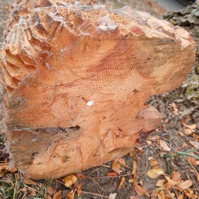 Small wood carved bear