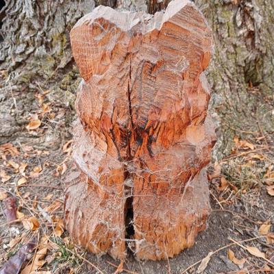 Small wood carved bear