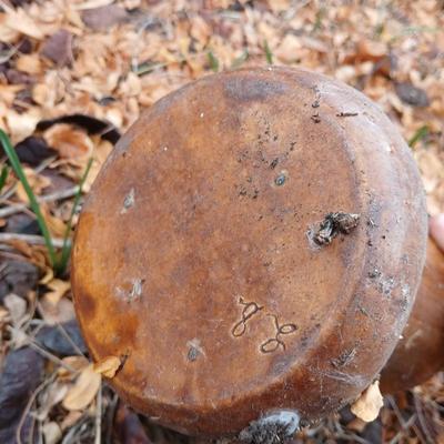 Ceramic Garden mushroom two-piece