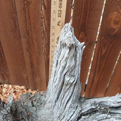 Large unique landscape trunk with hummingbird feeder