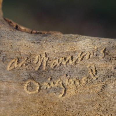 A. WARRENS AND SUSAN CAGLE HAND CARVED & PAINTED BIRDS ON DRIFTWOOD DISPLAY