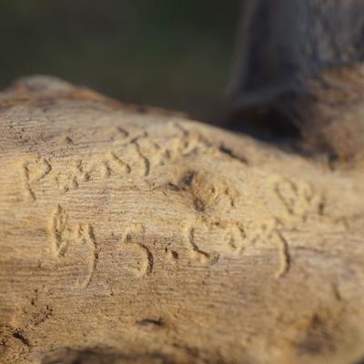 A. WARRENS AND SUSAN CAGLE HAND CARVED & PAINTED BIRDS ON DRIFTWOOD DISPLAY