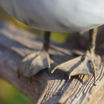 A. WARRENS & SUSAN CAGLE SIGNED CARVED & HAND PAINTED WOOD DUCK ON DRIFTWOOD.