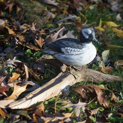 A. WARRENS & SUSAN CAGLE SIGNED CARVED & HAND PAINTED WOOD DUCK ON DRIFTWOOD.