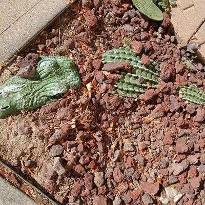 Alligator in your garden bed! Yes, even in Colorado!