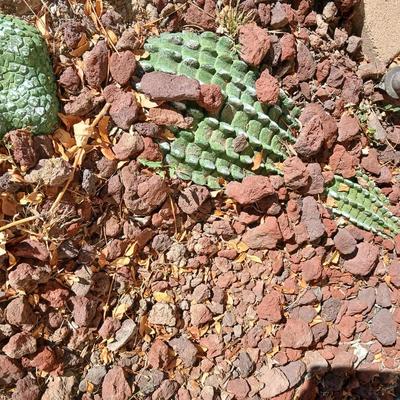Alligator in your garden bed! Yes, even in Colorado!