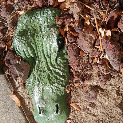 Alligator in your garden bed! Yes, even in Colorado!