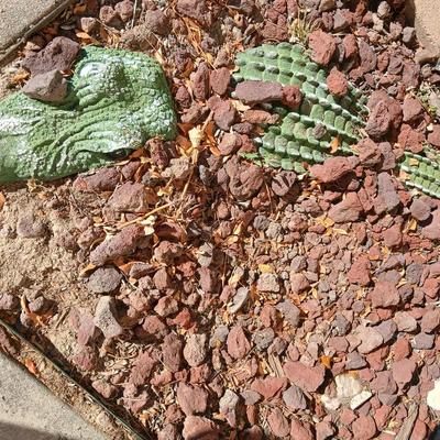 Alligator in your garden bed! Yes, even in Colorado!