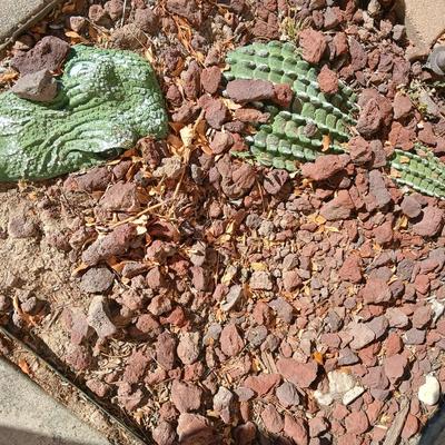 Alligator in your garden bed! Yes, even in Colorado!