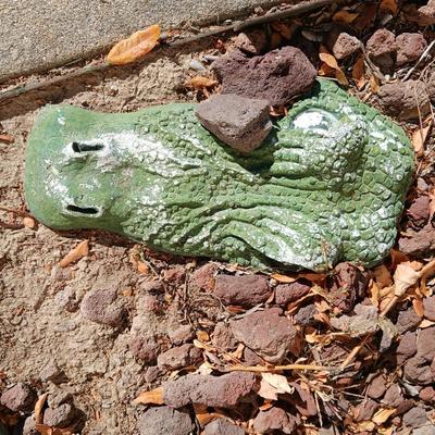 Alligator in your garden bed! Yes, even in Colorado!