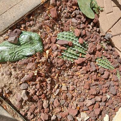 Alligator in your garden bed! Yes, even in Colorado!