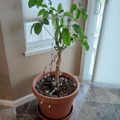 Live plant - Large potted schefflera plant with willow branches