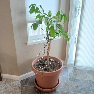 Live plant - Large potted schefflera plant with willow branches
