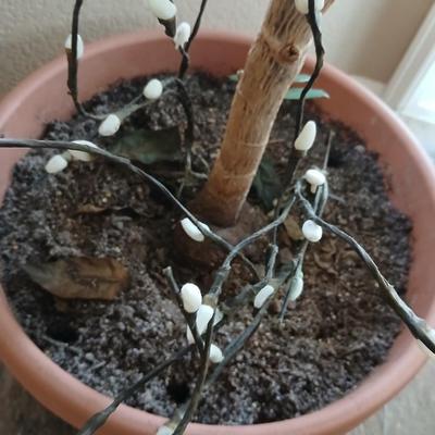 Live plant - Large potted schefflera plant with willow branches