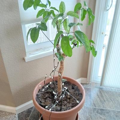 Live plant - Large potted schefflera plant with willow branches