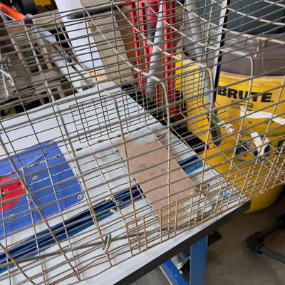 Racoon Trap