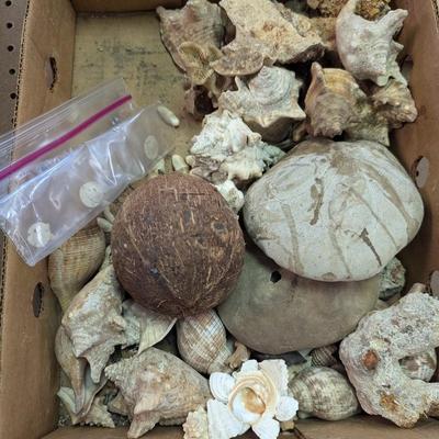 Assortment Of Sea Shells & Sand Dollars