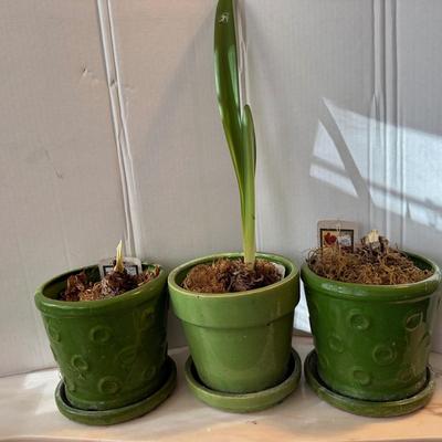 812 Lot of 3 Pots with Amaryllis Bulbs