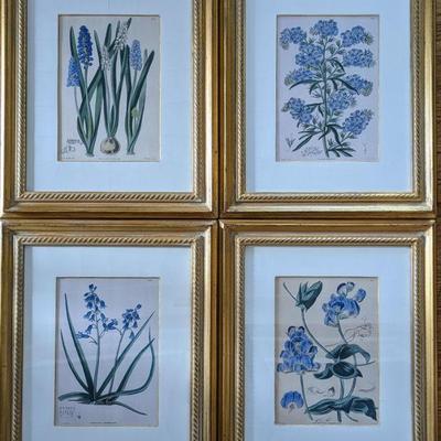 Set of Framed Botanicals  $300
