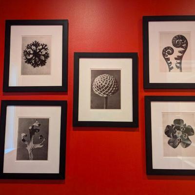 Karl Blossfeldt Framed Prints