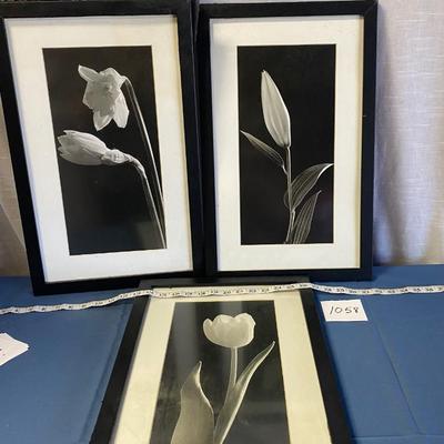Tulip Pictures