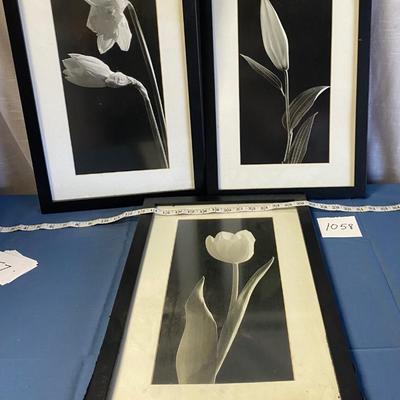 Tulip Pictures