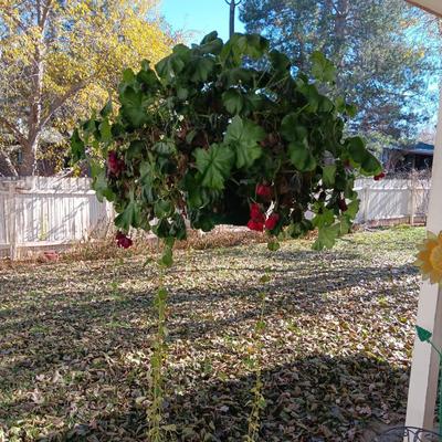 HANGING GERANIUM, LOPPERS AND FLOWER POTS