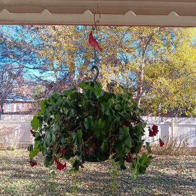 HANGING GERANIUM, LOPPERS AND FLOWER POTS