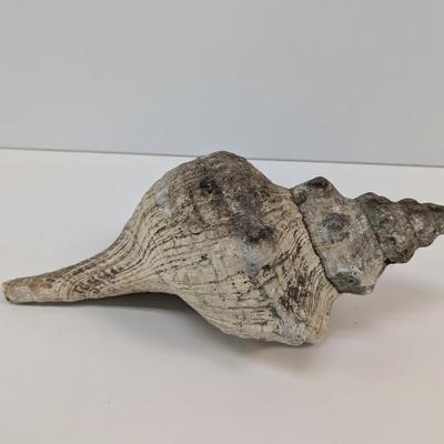 Large Conch Shell