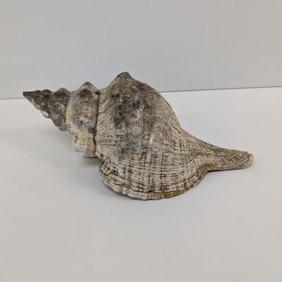 Large Conch Shell