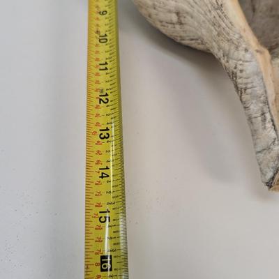 Large Conch Shell