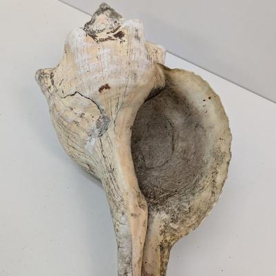 Large Conch Shell