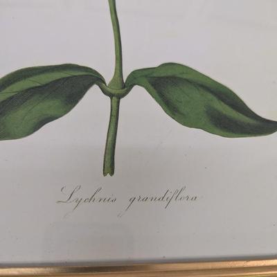Frederick William Smith Flowering Plants Art Approx 12 1/2" x 17 1/8"