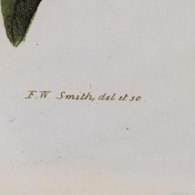 Frederick William Smith Flowering Plants Art Approx 12 1/2" x 17 1/8"