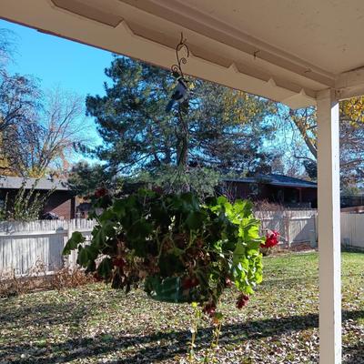1 HANGING GERANIUM AND 3 FLOWER POTS PLUS GARDENING TOOLS