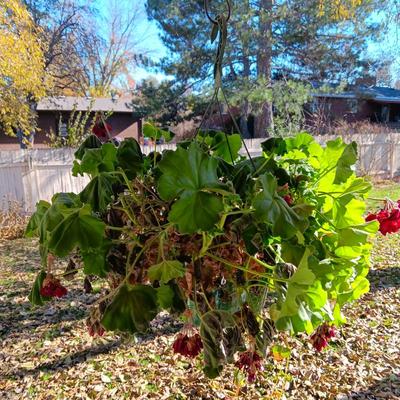 1 HANGING GERANIUM AND 3 FLOWER POTS PLUS GARDENING TOOLS