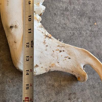 Large Animal Jaw Bone