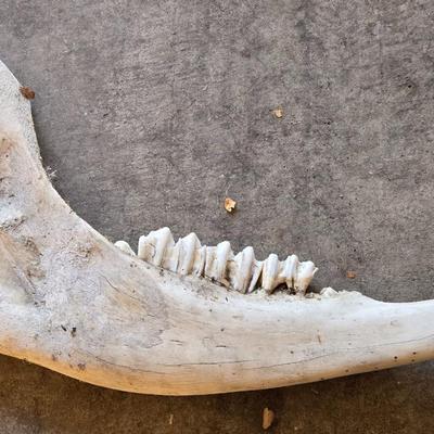 Large Animal Jaw Bone