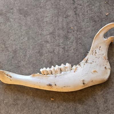 Large Animal Jaw Bone