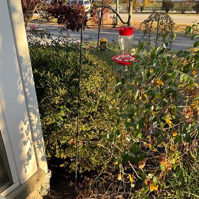 449 Shepards Hook w/ Hummingbird Feeder
