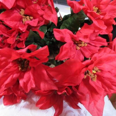 3 poinsettia bushes