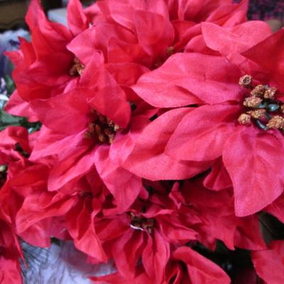3 poinsettia bushes