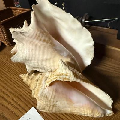 2 seashells