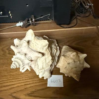 2 seashells