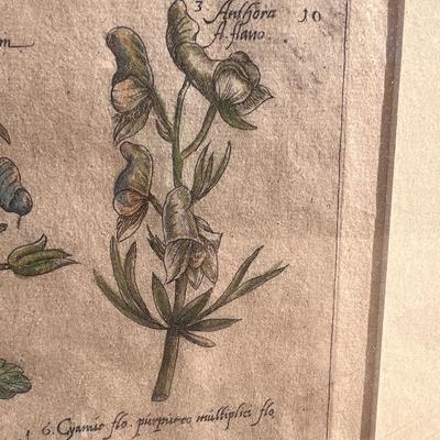Antique Hand Colored Floral Botany Engraving on Laid Paper