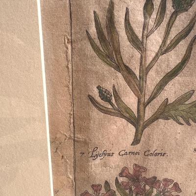 Antique Hand Colored Floral Botany Engraving on Laid Paper