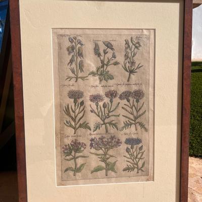 Antique Hand Colored Floral Botany Engraving on Laid Paper