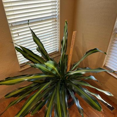 HUGE LIVE HEALTHY DRACAENA PLANT IN POT ON STAND W/CASTERS
